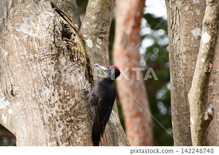 一隻黑啄木鳥正在啄一棵大樹 一隻黑啄木鳥正在啄一棵大樹 142248748
