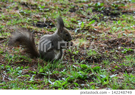 Ezo squirrels eating leaves in spring Ezo squirrels eating leaves in spring 142248749