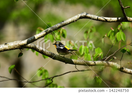 A spring narcissus flycatcher perched on a thick branch, viewed from behind. A spring narcissus flycatcher perched on a thick branch, viewed from behind. 142248750