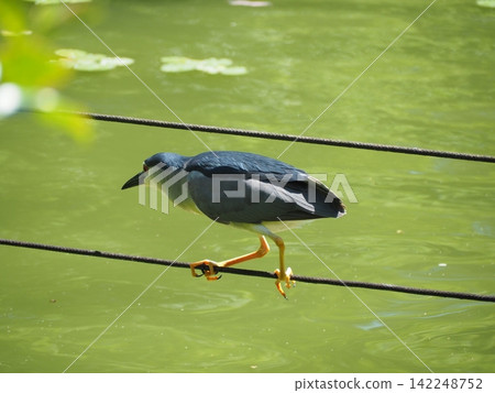 Great blue heron Great blue heron 142248752
