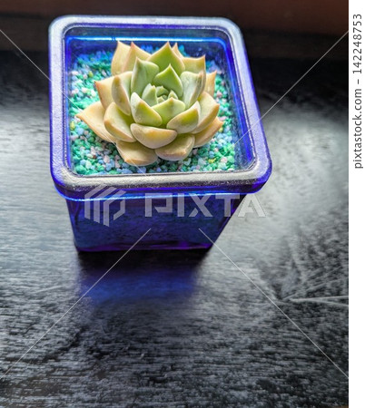 This is a cute arrangement of mini succulents in a square cobalt blue glass container. This is a cute arrangement of mini succulents in a square cobalt blue glass container. 142248753