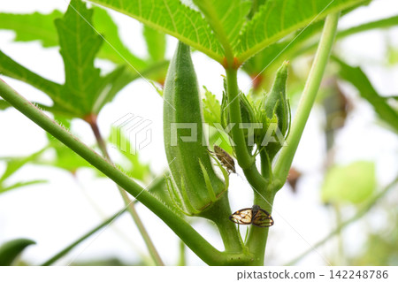 Okra pods with insects on them in an okra field Okra pods with insects on them in an okra field 142248786