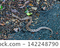 A pit viper (in the background) appeared on the road after the rain. 142248790