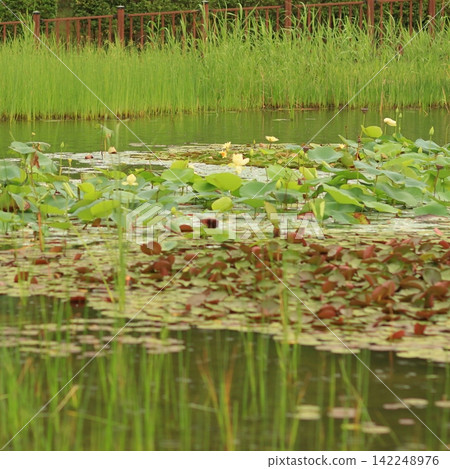 Lush lotus pond filled with blooming flowers and aquatic plants in a natural wetland Lush lotus pond filled with blooming flowers and aquatic plants in a natural wetland 142248976