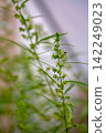 Green male hemp flowers begin to bloom 142249023
