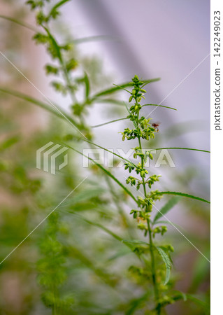 Green male hemp flowers begin to bloom Green male hemp flowers begin to bloom 142249023