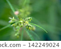 Green male hemp flowers begin to bloom 142249024