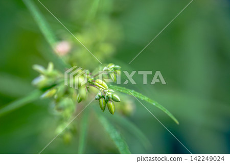 Green male hemp flowers begin to bloom Green male hemp flowers begin to bloom 142249024