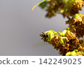 Green male hemp flowers begin to bloom 142249025