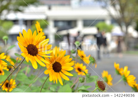 公園小路兩旁向日葵盛開，人們正走向公園。 142249036