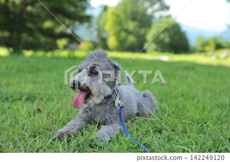 A dog lying down in the park A dog lying down in the park 142249120