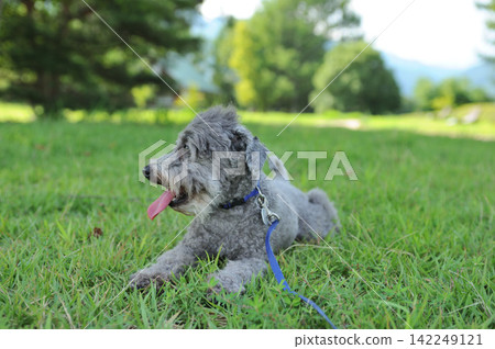 A dog lying down in the park A dog lying down in the park 142249121