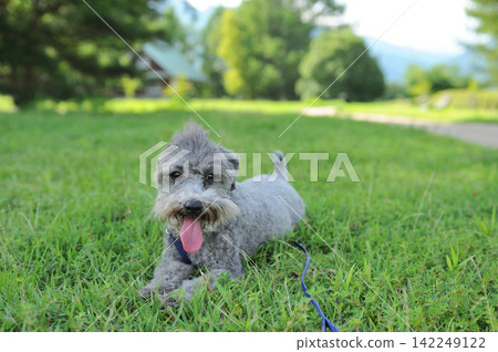 A dog lying down in the park A dog lying down in the park 142249122