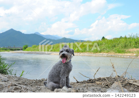 Dog playing in the river Dog playing in the river 142249123