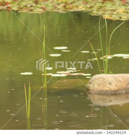 Rain falling over a quiet pond with reeds, floating leaves and a natural stone Rain falling over a quiet pond with reeds, floating leaves and a natural stone 142249124