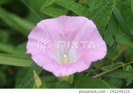 夏日神威岬（北海道積丹町）的牽牛花 142249125