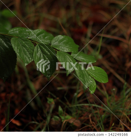 Fresh textured green leaves growing naturally among grass and forest vegetation Fresh textured green leaves growing naturally among grass and forest vegetation 142249166