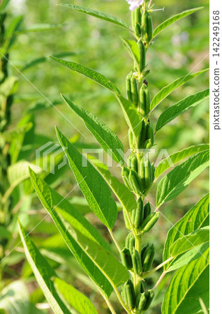 芝麻種植 芝麻種植 142249168