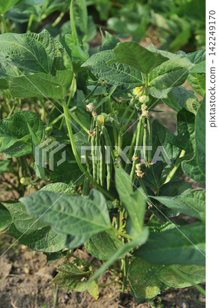 Cultivation of adzuki beans Cultivation of adzuki beans 142249170