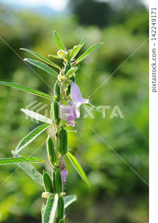 芝麻種植 芝麻種植 142249171