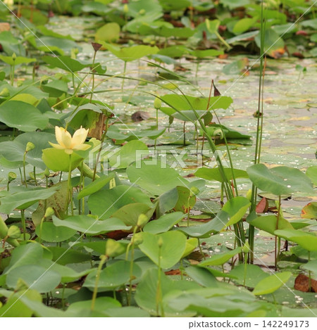 Yellow lotus flower blooming among green leaves on a calm wetland pond Yellow lotus flower blooming among green leaves on a calm wetland pond 142249173