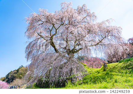 又兵衛櫻花樹,又稱本鄉瀧櫻,是奈良縣宇多市大田町一棵壯麗的垂枝櫻花樹,估計樹齡為 300 年。 又兵衛櫻花樹,又稱本鄉瀧櫻,是奈良縣宇多市大田町一棵壯麗的垂枝櫻花樹,估計樹齡為 300 年。 142249259