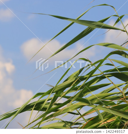 Green Reeds Against a Blue Summer Sky Green Reeds Against a Blue Summer Sky 142249317