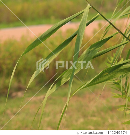 Long Green Leaves in a Soft Natural Background Long Green Leaves in a Soft Natural Background 142249374