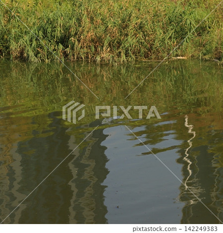 Riverside Vegetation Reflected in Water 142249383