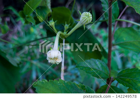 Withered flowers of the snake gourd and buds that will bloom tonight Withered flowers of the snake gourd and buds that will bloom tonight 142249578