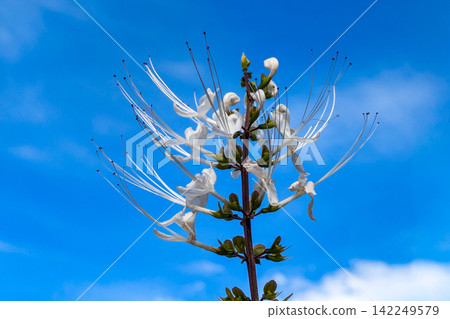White flowers of cat's whiskers White flowers of cat's whiskers 142249579