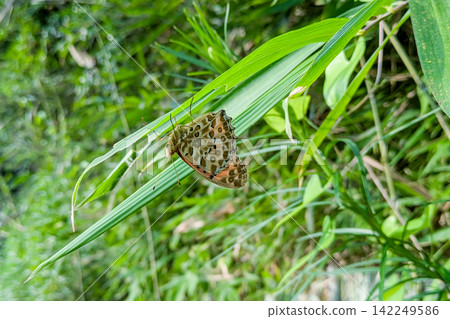 A Common Leopard butterfly perched on the underside of a leaf. A Common Leopard butterfly perched on the underside of a leaf. 142249586