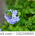 淡紫色的藍雪花在秋季前後開始盛開。 142249605