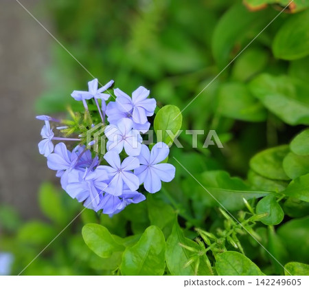 The pale purple plumbago begins to bloom near autumn. The pale purple plumbago begins to bloom near autumn. 142249605