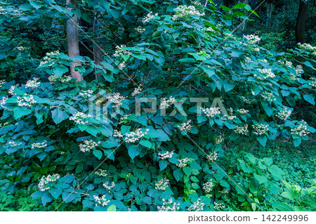 The white flowers of the Clerodendrum are in full bloom. The white flowers of the Clerodendrum are in full bloom. 142249996