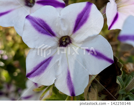 White petunias with striking purple streaks. White petunias with striking purple streaks. 142250146