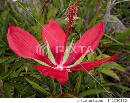 The vibrant red flowers of the maple-leaved hibiscus. The vibrant red flowers of the maple-leaved hibiscus. 142250180