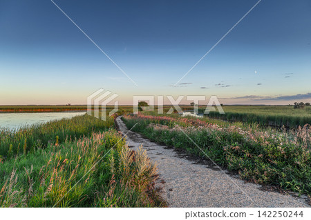 Peaceful Wetland Trail at Sunset Peaceful Wetland Trail at Sunset 142250244