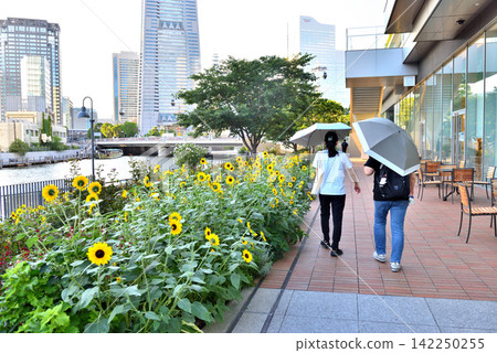 Women walking along the Ooka River estuary terrace with parasols. Women walking along the Ooka River estuary terrace with parasols. 142250255