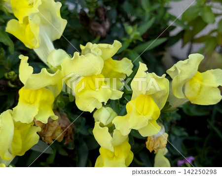 A flowerbed filled with vibrant yellow snapdragons. A flowerbed filled with vibrant yellow snapdragons. 142250298