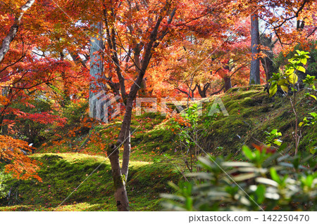 Kyoto, Tofuku-ji Temple: Beautiful autumn foliage (Higashiyama Ward, Kyoto City, Kyoto Prefecture) Kyoto, Tofuku-ji Temple: Beautiful autumn foliage (Higashiyama Ward, Kyoto City, Kyoto Prefecture) 142250470