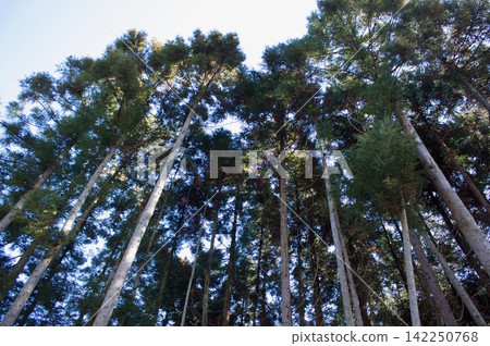 Cedar tree 142250768