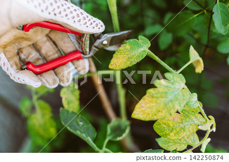 tomato leaves affected by aphids tomato leaves affected by aphids 142250874