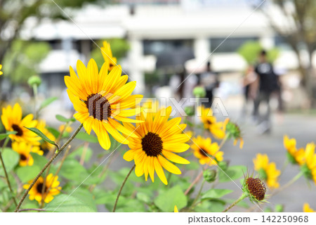 公園小路兩旁向日葵盛開,人們正走向公園。 公園小路兩旁向日葵盛開,人們正走向公園。 142250968