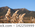 withered grass spikes 142250999