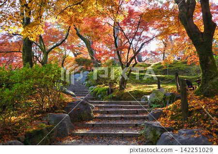 Kyoto, Tofuku-ji Temple: Beautiful autumn foliage (Higashiyama Ward, Kyoto City, Kyoto Prefecture) Kyoto, Tofuku-ji Temple: Beautiful autumn foliage (Higashiyama Ward, Kyoto City, Kyoto Prefecture) 142251029