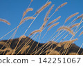 Withered grass and Mount Tsukuba 142251067