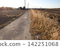 Withered grass and farm road 142251068