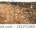 Dried foxtail grass 142251069