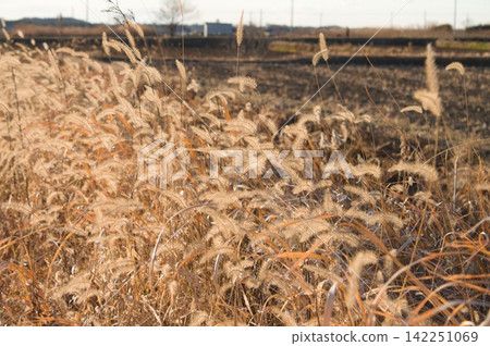 Dried foxtail grass Dried foxtail grass 142251069